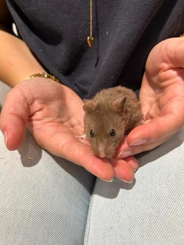 Super lieve tamme jonge syrische hamsters.  beschikbaar voor biedingen