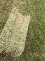 Hooi baaltjes te koop, Dieren en Toebehoren, Dierenvoeding, Ophalen of Verzenden, Vee