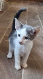 Oosterse korthaar/sphynx kittens, Meerdere dieren, Ontwormd, 0 tot 2 jaar