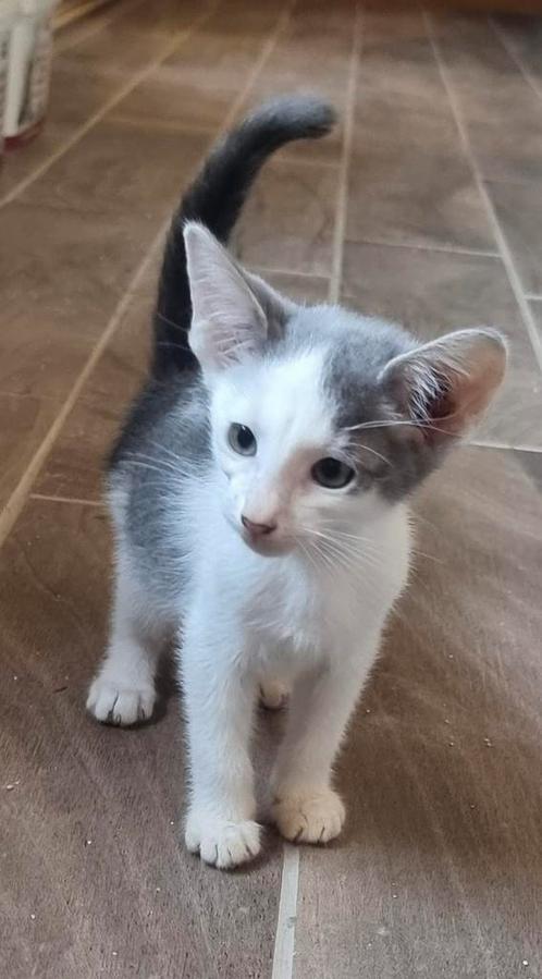Oosterse korthaar/sphynx kitten, Dieren en Toebehoren, Katten en Kittens | Raskatten | Korthaar, Meerdere dieren, 0 tot 2 jaar