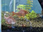 Roze tetra's 2 stuks, Dieren en Toebehoren, Vissen | Aquariumvissen