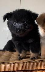 Super lieve pomchi puppy’s, 1 zwart reutje en 1 zwart teefje, Dieren en Toebehoren, Honden | Poolhonden, Keeshonden en Oertypen