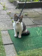 Kittens, Dieren en Toebehoren, Katten en Kittens | Overige Katten, Meerdere dieren, Kortharig, 0 tot 2 jaar