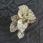 Begonia 'silver/Grey' in 6cm potje, Overige soorten, Minder dan 100 cm, Ophalen of Verzenden, Halfschaduw