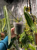 Anthurium warocqueanum nr 7, Huis en Inrichting, Kamerplanten, Overige soorten, Minder dan 100 cm, Ophalen of Verzenden, Halfschaduw