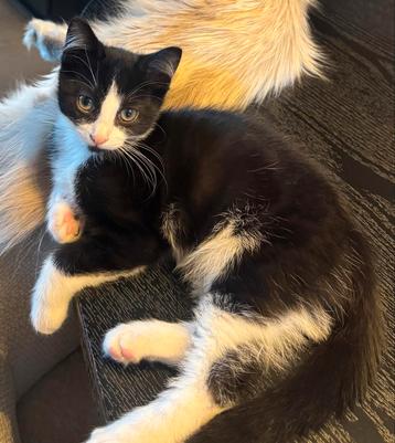 2 Kittens beschikbaar voor biedingen