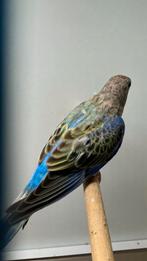 Bourke opaline blauwe selectie man, Dieren en Toebehoren, Vogels | Parkieten en Papegaaien, Mannelijk, Parkiet, Geringd