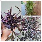 3 soorten tradescantia's, samen of los te koop, Ophalen of Verzenden