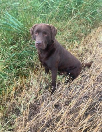 Labrador dekreu bruin. beschikbaar voor biedingen