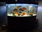 Compleet aquarium 450 liter, Dieren en Toebehoren, Vissen | Aquaria en Toebehoren, Ophalen, Zo goed als nieuw, Gevuld zoetwateraquarium