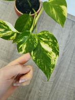 Epipremnum aureum – drakenklimop (klein), Ophalen of Verzenden, Halfschaduw, Minder dan 100 cm