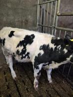 Kruisling BB stiertje, Dieren en Toebehoren, Runderen, Mannelijk, 0 tot 2 jaar