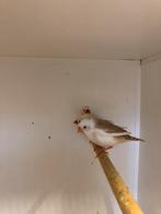 Zebravinken, Dieren en Toebehoren, Vogels | Overige Vogels, Meerdere dieren