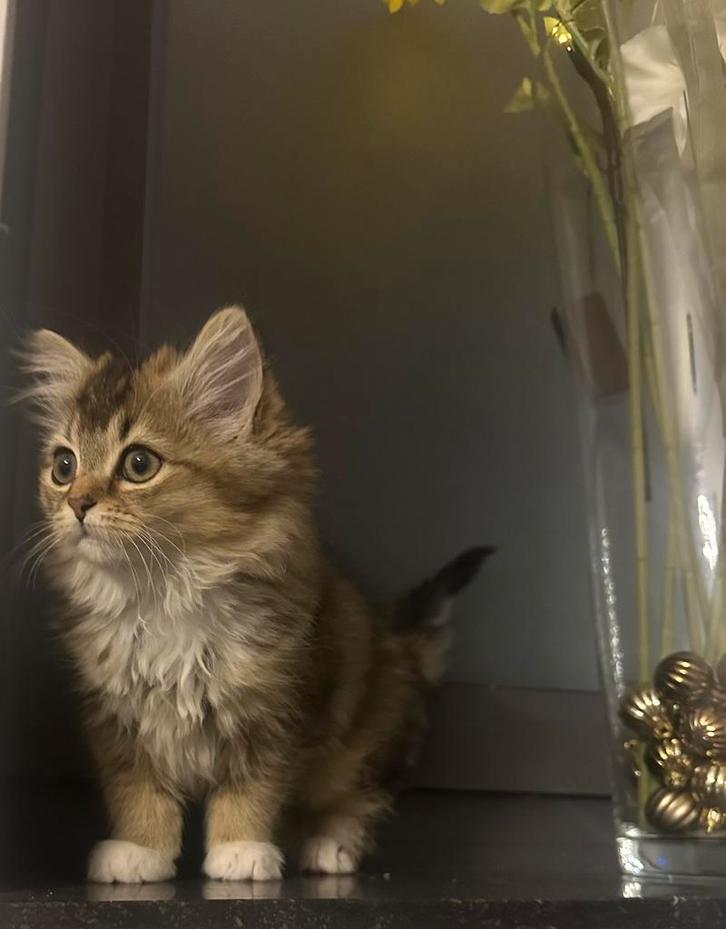 Ras kittens, Dieren en Toebehoren, Katten en Kittens | Raskatten | Langhaar, Poes