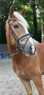 brave grote haflinger ruin, Dieren en Toebehoren, Pony's, E pony (1.48m - 1.57m), Ruin, Dressuurpony, 3 tot 6 jaar