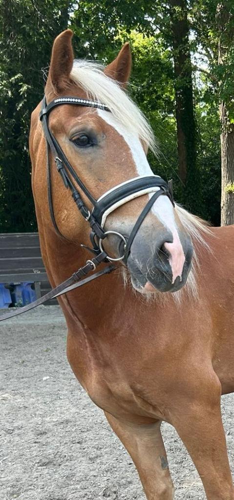 brave grote haflinger ruin, Dieren en Toebehoren, Pony's, Ruin, L, E pony (1.48m - 1.57m), Dressuurpony, 3 tot 6 jaar
