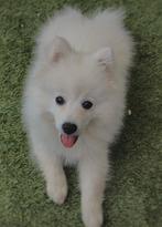 Puppy te koop, 15 weken tot 1 jaar, Eén hond, HCC (leverziekte), Nederland