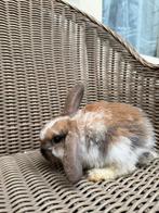 HOLLAND LOP DWARF, Dieren en Toebehoren, Konijnen, Mannelijk, Dwerg