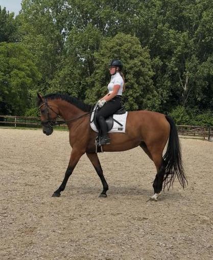 Bijrijder/verzorger gezocht, Bijrijdpaard aangeboden!, Dieren en Toebehoren, Paarden en Pony's | Overige Paardenspullen, Dressuur
