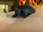 Sternotherus odoratus / Baby muskusschildpad, Dieren en Toebehoren, Reptielen en Amfibieën, Schildpad