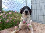 BESCHEIDEN LIEVE PUP LINA ZOEKT FIJN THUIS MET HOOP LIEFDE, Dieren en Toebehoren, Honden | Niet-rashonden, Particulier, Rabiës (hondsdolheid)