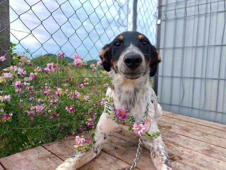 BESCHEIDEN LIEVE PUP LINA ZOEKT FIJN THUIS MET HOOP LIEFDE, Dieren en Toebehoren, Honden | Niet-rashonden, Middel, Teef, Particulier