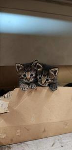 2 mooie meisjes (ophalen Markelo), Dieren en Toebehoren, Katten en Kittens | Raskatten | Korthaar, Poes
