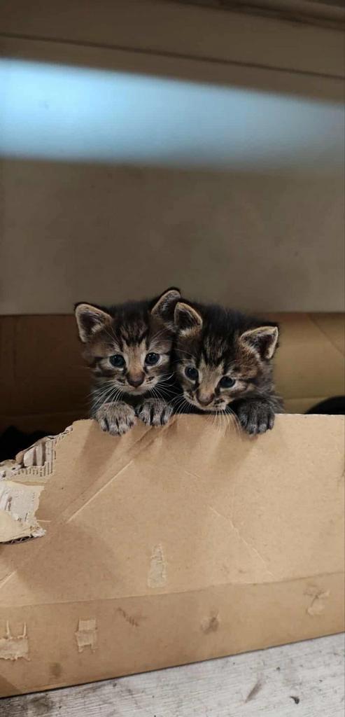 2 mooie meisjes (ophalen Markelo), Dieren en Toebehoren, Katten en Kittens | Raskatten | Korthaar, Poes