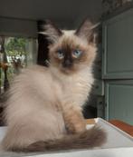2 mooie en lieve ragdoll kittens, Dieren en Toebehoren, Katten en Kittens | Raskatten | Langhaar, Meerdere dieren, Gechipt