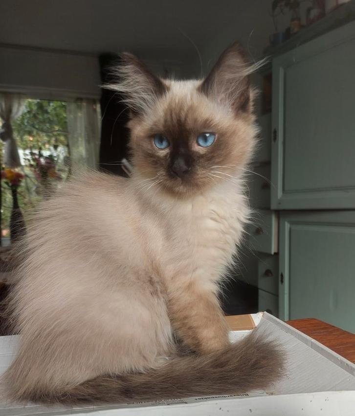 2 mooie en lieve ragdoll kittens, Dieren en Toebehoren, Katten en Kittens | Raskatten | Langhaar, Meerdere dieren, Gechipt, Ontwormd
