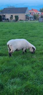 Hampsire down schaap, Dieren en Toebehoren, Schapen, Geiten en Varkens, Vrouwelijk, Schaap