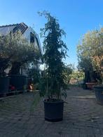 Tekoop aangeboden Nachtschade, Solanum jasminoides Album, Volle zon, Vaste plant, Ophalen of Verzenden, Klimplanten