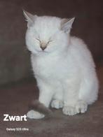 Britse korthaar kittens, Dieren en Toebehoren, Katten en Kittens | Raskatten | Korthaar, Gechipt