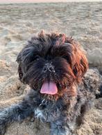 Dekreu toy poodle, Reu, 1 tot 2 jaar, Eén hond, Rabiës (hondsdolheid)