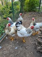 Wyandotte kriel haantjes., Dieren en Toebehoren, Pluimvee, Mannelijk, Kip