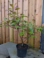 Photinia 'Red Robin-Glansmispel- 80-90 cm - 5 liter pot, Ophalen, Vaste plant, Overige soorten, Halfschaduw
