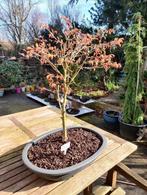 Bonsai Acer Palmatum Katsura, Halfschaduw, Zomer, Vaste plant, Overige soorten