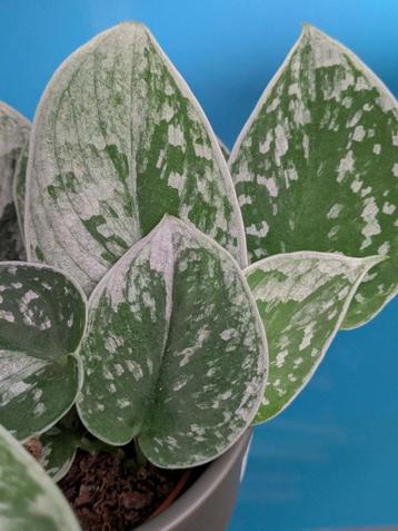 Scindapsus Pictus Silvery Ann beschikbaar voor biedingen
