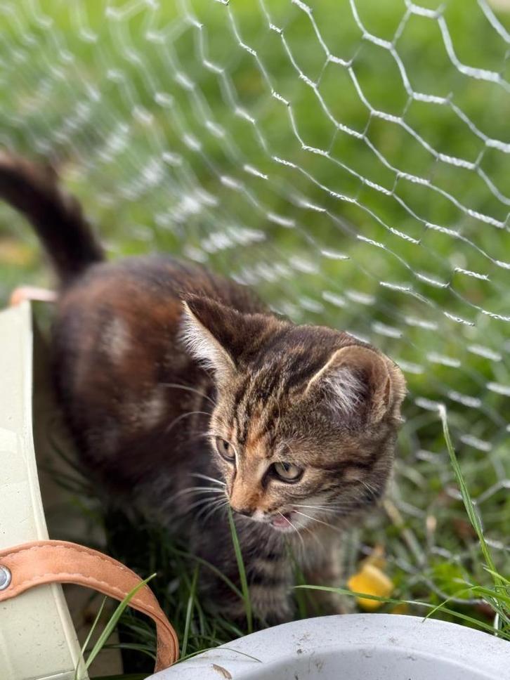Leuke makke boerderij katjes te koop., Dieren en Toebehoren, Katten en Kittens | Overige Katten, Kortharig, Meerdere dieren, 0 tot 2 jaar