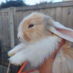 Duitse reus x franse hangoor, Dieren en Toebehoren, Konijnen, Mannelijk, Groot
