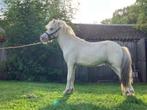 Luxe minipaardje, Dieren en Toebehoren, Pony's, Niet van toepassing, Hengst, A pony (tot 1.17m), Recreatiepony