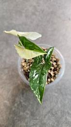 Syngonium Albo Variegata #2, Huis en Inrichting, Kamerplanten, Ophalen of Verzenden, Overige soorten, Minder dan 100 cm