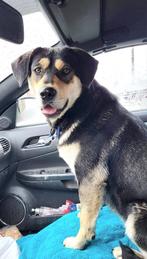 PRACHTIGE BELLA EEN VROLIJK JONG TEEFJE GENIET VAN WANDELING, Particulier, Rabiës (hondsdolheid), Buitenland, Meerdere dieren