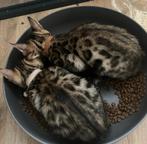 Schitterde bengaal kittens mogen meteen verhuizen!, Dieren en Toebehoren, Katten en Kittens | Raskatten | Korthaar, Meerdere dieren