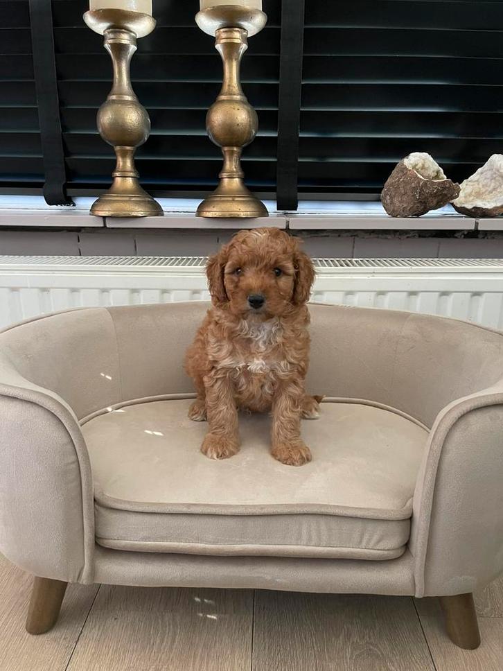 Abrikoos toy x dwerg poedel pup, Dieren en Toebehoren, Honden | Chihuahua's en Gezelschapshonden, Reu, Poedel, Fokker | Hobbymatig