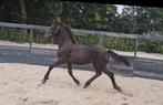 Fries hengstveulen, Dieren en Toebehoren, Paarden, Hengst, 0 tot 2 jaar