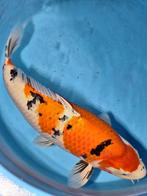 Mooie sanke 60+ cm, Dieren en Toebehoren, Vissen | Vijvervissen, Karper of Koi