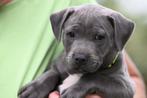 Nog 2 supermooie blauw/brindle Engelse Staffordpups te koop!, Dieren en Toebehoren, Honden | Chihuahua's en Gezelschapshonden