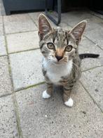 Kittens, Dieren en Toebehoren, Meerdere dieren