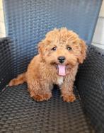 Dekreu dwergpoedel/toypoedel (niet te koop!), Poedel, 15 weken tot 1 jaar, Reu, Eén hond